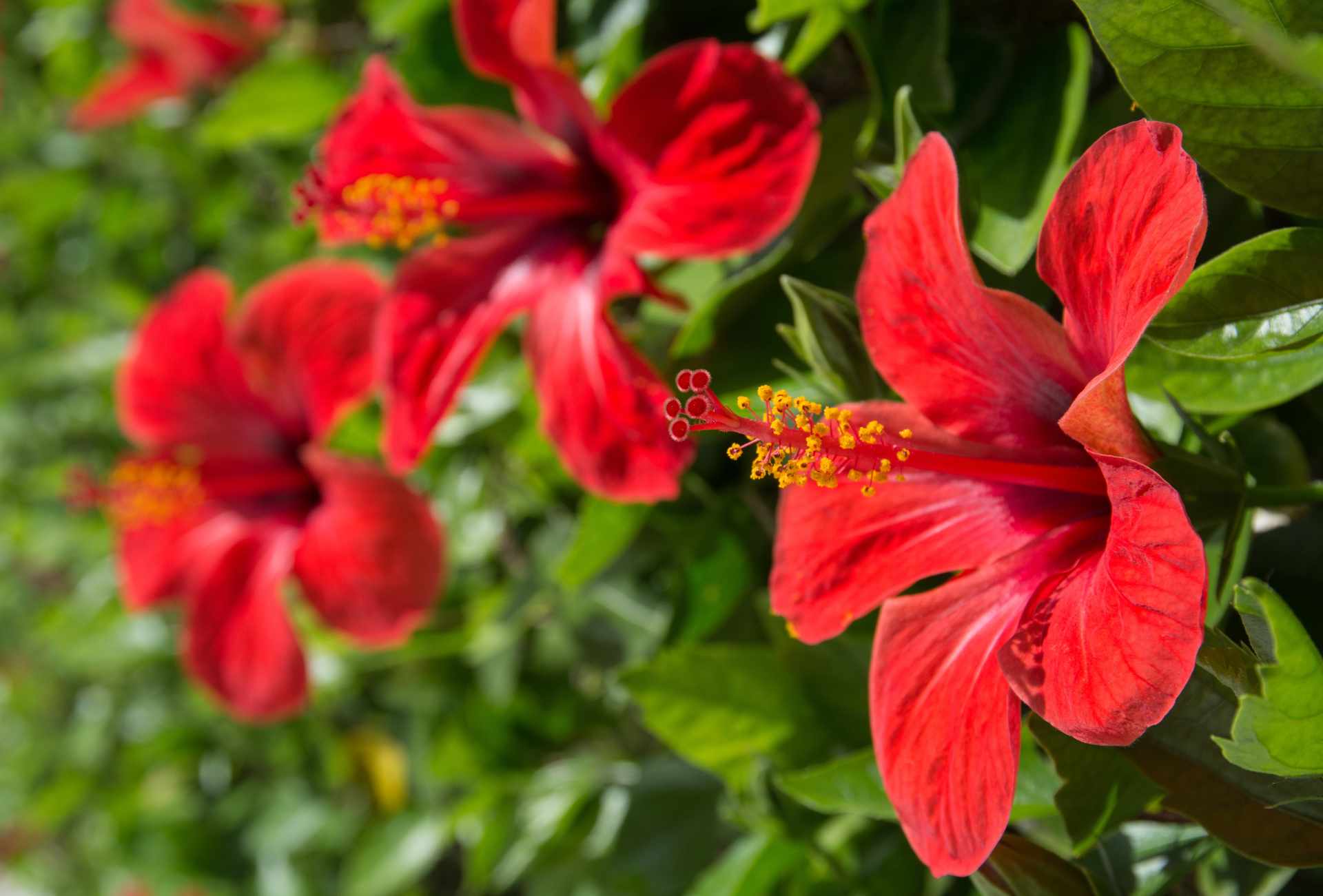 FLEURS DES ÎLES - Service 1